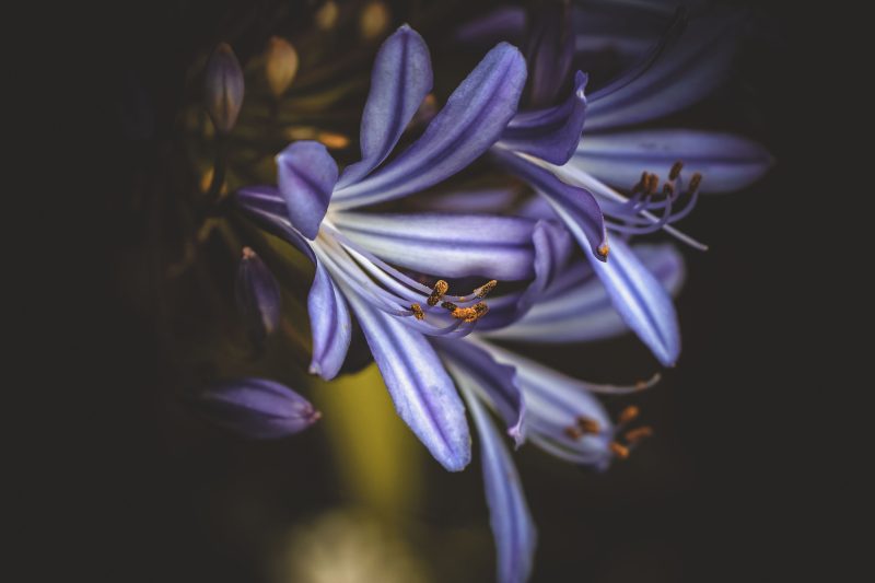 Bunga Agapanthus bermekaran dengan warna biru ( Foto Pexels)