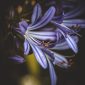Bunga Agapanthus bermekaran dengan warna biru ( Foto Pexels)