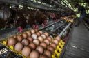 Harga ayam dan telur di tingkat peternak mulai naik dipicu program Makan Bergizi Gratis (MBG) dan berakhirnya bulan Suro. ( Foto: ANTARA FOTO/Aprillio Akbar )
