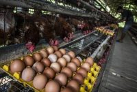 Harga ayam dan telur di tingkat peternak mulai naik dipicu program Makan Bergizi Gratis (MBG) dan berakhirnya bulan Suro. ( Foto: ANTARA FOTO/Aprillio Akbar )