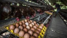 Harga ayam dan telur di tingkat peternak mulai naik dipicu program Makan Bergizi Gratis (MBG) dan berakhirnya bulan Suro. ( Foto: ANTARA FOTO/Aprillio Akbar )