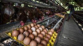 Harga ayam dan telur di tingkat peternak mulai naik dipicu program Makan Bergizi Gratis (MBG) dan berakhirnya bulan Suro. ( Foto: ANTARA FOTO/Aprillio Akbar )