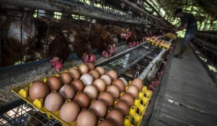 Peternak memeriksa ayam dan telur seiring kenaikan harga akibat program MBG