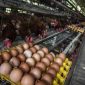 Harga ayam dan telur di tingkat peternak mulai naik dipicu program Makan Bergizi Gratis (MBG) dan berakhirnya bulan Suro. ( Foto: ANTARA FOTO/Aprillio Akbar )