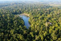 Foto: ANTARA FOTO/Angga Palguna/Kawasan hutan lindung Sungai Wain di Balikpapan, Kalimantan Timur