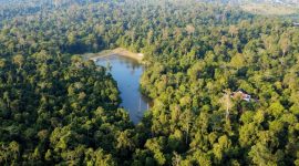 Foto: ANTARA FOTO/Angga Palguna/Kawasan hutan lindung Sungai Wain di Balikpapan, Kalimantan Timur