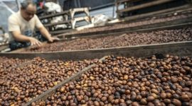 Aktivitas pengolahan kopi dan teh Indonesia yang semakin diminati pasar global.(Foto: ANTARA FOTO/Aprillio Akbar)