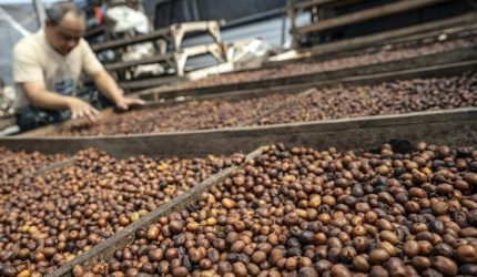 Proses pengolahan kopi dan teh Indonesia untuk ekspor pasar global