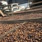 Aktivitas pengolahan kopi dan teh Indonesia yang semakin diminati pasar global.(Foto: ANTARA FOTO/Aprillio Akbar)