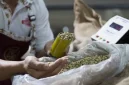 Deretan kopi termahal di dunia memiliki harga hingga puluhan juta rupiah per pon.(Foto : liputan6.com)
