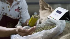 Deretan kopi termahal di dunia memiliki harga hingga puluhan juta rupiah per pon.(Foto : liputan6.com)