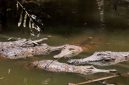 Ilustrasi. Buaya air asin di Australia.(ULLSTEIN BILD/GETTY IMAGES via BBC INDONESIA)