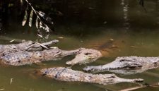 Ilustrasi. Buaya air asin di Australia.(ULLSTEIN BILD/GETTY IMAGES via BBC INDONESIA)