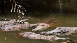Ilustrasi. Buaya air asin di Australia.(ULLSTEIN BILD/GETTY IMAGES via BBC INDONESIA)