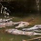 Ilustrasi. Buaya air asin di Australia.(ULLSTEIN BILD/GETTY IMAGES via BBC INDONESIA)