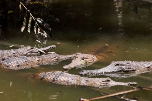 Ilustrasi. Buaya air asin di Australia.(ULLSTEIN BILD/GETTY IMAGES via BBC INDONESIA)