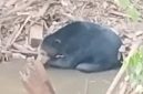 Beruang hitam muncul di sungai Muara Enim (Foto: Istimewa/Polres Muara Enim)