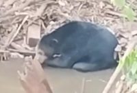 Beruang hitam muncul di sungai Muara Enim (Foto: Istimewa/Polres Muara Enim)