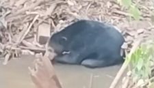 Beruang hitam muncul di sungai Muara Enim (Foto: Istimewa/Polres Muara Enim)