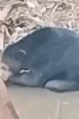 Beruang Hitam Muncul di Muara Enim, BKSDA Bertindak