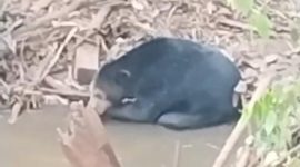 Beruang hitam muncul di sungai Muara Enim (Foto: Istimewa/Polres Muara Enim)