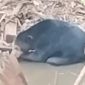 Beruang hitam muncul di sungai Muara Enim (Foto: Istimewa/Polres Muara Enim)
