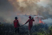 Petugas berupaya memadamkan api saat karhutla melanda kawasan vegetasi.(Foto : AL ZULKIFLI/AFP)