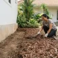 Cara Atasi Rayap di Rumah. (AI Generated)