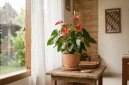 Cara Rawat Anthurium di Rumah. (AI Generated)