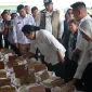 Harga Beras, Stok Beras, Produksi Padi, Pasokan Beras, Harga Pangan
