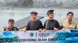 Bupati Monadi menebar bibit ikan semah di Danau Kerinci.