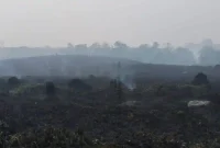 KARHUTLA - Potret lahan bekas kebakaran di Jambi beberapa waktu lalu. Pemerintah pusat menggelontorkan dana Rp125 miliar untuk penanganan karhutla di Jambi