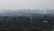 KARHUTLA - Potret lahan bekas kebakaran di Jambi beberapa waktu lalu. Pemerintah pusat menggelontorkan dana Rp125 miliar untuk penanganan karhutla di Jambi