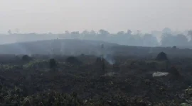 KARHUTLA - Potret lahan bekas kebakaran di Jambi beberapa waktu lalu. Pemerintah pusat menggelontorkan dana Rp125 miliar untuk penanganan karhutla di Jambi