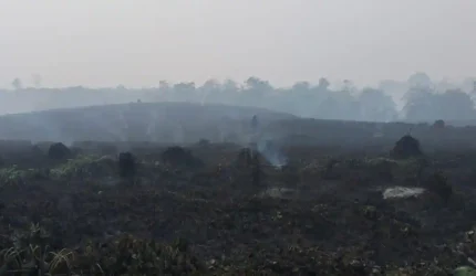 Lahan bekas kebakaran hutan dan lahan di Jambi serta bantuan Rp125 miliar dari pemerintah pusat untuk penanganan karhutla.