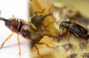 Foto: Foto kolase Elaeidobius kamerunicus, Elaeidobius subvittatus, dan Elaeidobius plagiatus. (Dok. Istimewa)