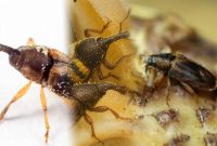 Foto: Foto kolase Elaeidobius kamerunicus, Elaeidobius subvittatus, dan Elaeidobius plagiatus. (Dok. Istimewa)