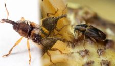 Foto: Foto kolase Elaeidobius kamerunicus, Elaeidobius subvittatus, dan Elaeidobius plagiatus. (Dok. Istimewa)