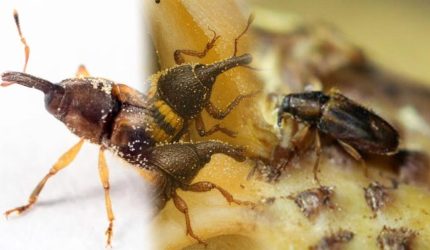Kolase tiga jenis kumbang penyerbuk kelapa sawit, Elaeidobius kamerunicus, Elaeidobius subvittatus, dan Elaeidobius plagiatus.