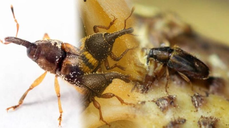 Foto: Foto kolase Elaeidobius kamerunicus, Elaeidobius subvittatus, dan Elaeidobius plagiatus. (Dok. Istimewa)