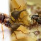 Foto: Foto kolase Elaeidobius kamerunicus, Elaeidobius subvittatus, dan Elaeidobius plagiatus. (Dok. Istimewa)