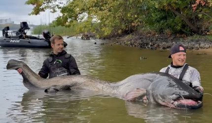 Pemancing menaklukkan ikan lele raksasa sepanjang 2,92 meter setelah bertarung selama 30 menit di Waduk Rybnik, Polandia.
