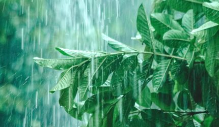 Hujan lebat disertai petir dan angin kencang di Jambi