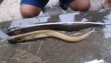 Foto: Ikan Sidat. (Dok. dkpp.bulelengkab)