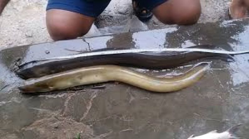 Foto: Ikan Sidat. (Dok. dkpp.bulelengkab)